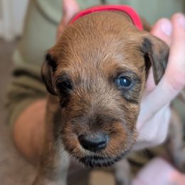 Boy 2 - Red Irish Terrier puppy in Vancouver, Washington from Geordan Irish Terriers