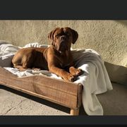 Dogue de Bordeaux All Grown Up from Robin Newland's Dogue de Bordeaux Puppies