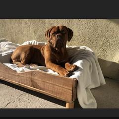 Dogue de Bordeaux All Grown Up from Robin Newland's Dogue de Bordeaux Puppies