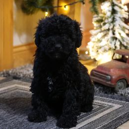 Rhonda - Black female Whoodle puppy in West Bend, Iowa from Blue Skies Terriers