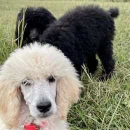 Poodles from Straight Faithed Farm