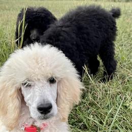 Poodles from Straight Faithed Farm