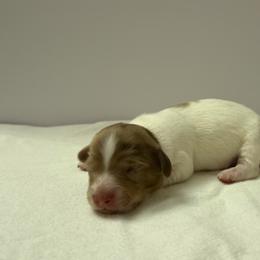 Boy 1 - Piebald male Dachshund puppy in Paradise, California from Barnes’ Doxies