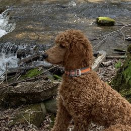 Finn - Poodle