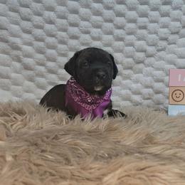 Blue collar - Black brindle female Cane Corso puppy in Fritch, Texas from Carrie Brown's Cane Corsos