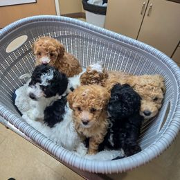 Missy - Apricot Poodle puppy in Sonora, Kentucky from Little Land of Puppies