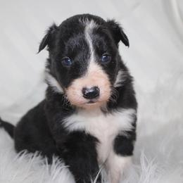 Wink - Black and white female Border Collie puppy in Cedartown, Georgia from Ferguson Border Collies