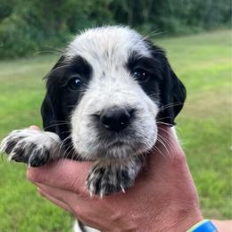 Orange collar - White and black male English Springer Spaniel puppy in Sterling, Michigan from Springerdoodles In MI