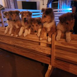 Collie Puppies from Critter cottage