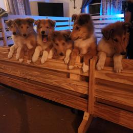 Collie Puppies from Critter cottage