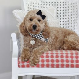 Indie - Goldendoodle