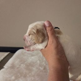 Boy Two 2700 - Red and white male Basset Hound puppy in Denison, Texas from Emma Lou's Baby Bassets