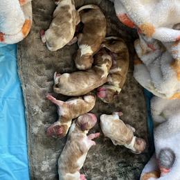 Chandon - Blenheim male Cavalier King Charles Spaniel puppy in North Bay Village, Florida from Cynthia's Cavaliers