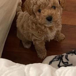 Poodle Puppies from Cathys Dogs