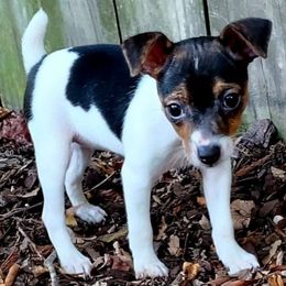 Australian Shepherds and Rat Terriers from Nubbytail Farm