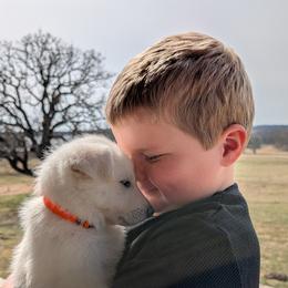 Denali - White female German Shepherd puppy in Weatherford, Texas from Haven Farm