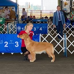 Golden Retriever Puppies from Aubergine Goldens