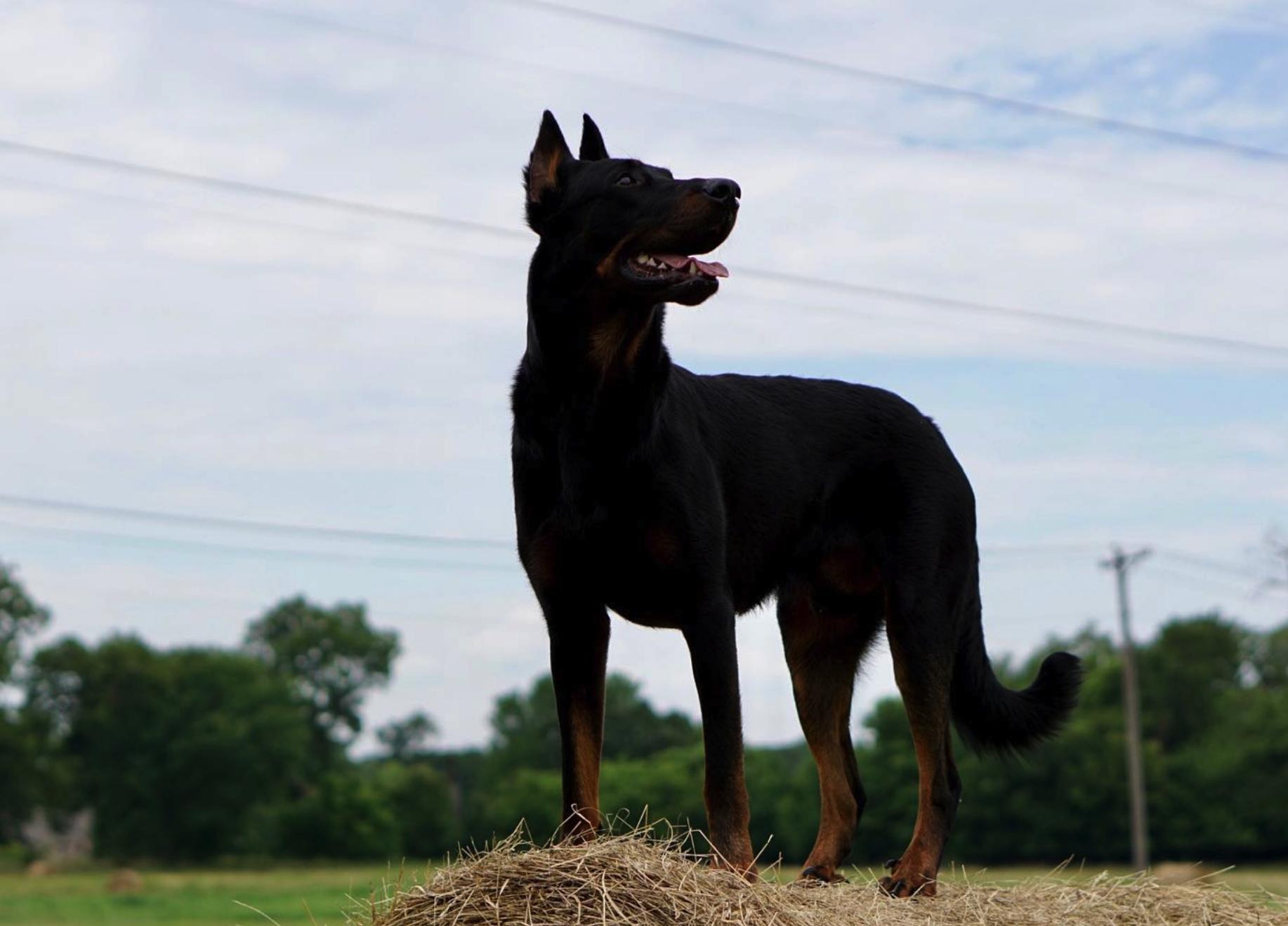 Wanderlust Beaucerons in Texas Beauceron puppies Good Dog