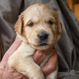 Golden Retriever Puppies from Jacqueline Sigona