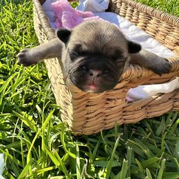 French Bulldog Puppies from 3D Frenchies LLC
