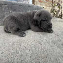 Dash - Gray male Cane Corso puppy in Lakewood, Colorado from Rosso Räk Kennels
