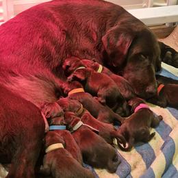Boy 9 - Chocolate male Labrador Retriever puppy in Helena, Montana from Whistling Wings Retrievers, LLC.
