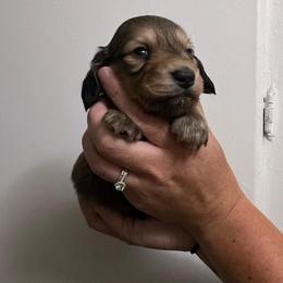 A - Cream male Dachshund puppy in Huntington, Texas from Camacho_Dachshunds