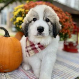 Great Pyrenees Puppies from White O'Morn Farm AKC Great Pyrenees