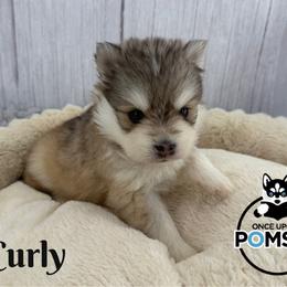 Curly - Silver and white male Pomsky puppy in Eastman, Georgia from Once Upon A Pomsky