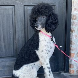 Aussiedoodles, Goldendoodles, and Poodles from North Florida Poodles and Doodles