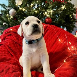 Mikey Boy 2 - Yellow Labrador Retriever puppy in Live Oak, California from Blanco Labradors