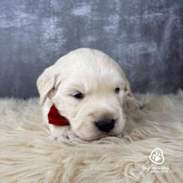Chip - Cream male Goldendoodle puppy in Utah County, Utah from Big Hearted Breeders