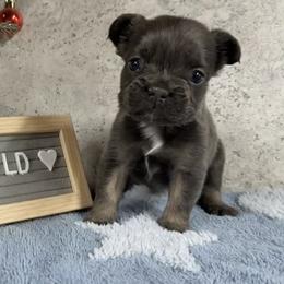 Joyce - Blue female French Bulldog puppy in Warm Springs, Arkansas from Seven Hills Arkansas