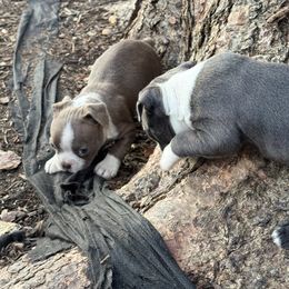 Juneau (Lilac girl) - Boston Terrier puppy from Belleville Bostons