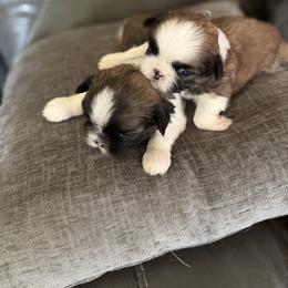 Shih Tzu Puppies from Niepoetter Shih Tzus