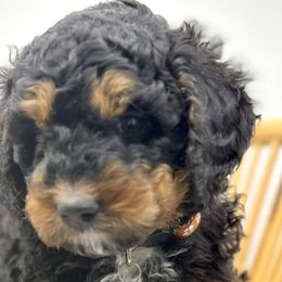 Boy 4 - Phantom Bernedoodle puppy in Draper, Utah from Draper Doodles
