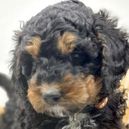 Boy 4 - Phantom Bernedoodle puppy in Draper, Utah from Draper Doodles