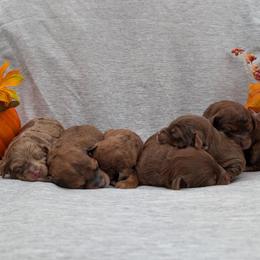 Bernedoodle and Cavapoo Puppies from Spencer's "lil" Cavapoos & Bernedoodles