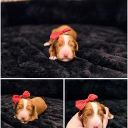 Joy - Red female Australian Labradoodle puppy in Summerfield, North Carolina from Four Oaks Labradoodles