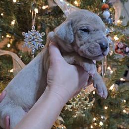 Mummy - Merle male Great Dane puppy in Caldwell, Idaho from Miner's Dynamic Danes