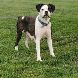 Zoey - Boxer