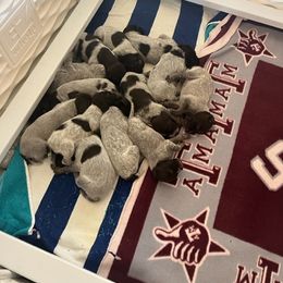 Wirehaired Pointing Griffon Puppies from Hall's TX Griffons