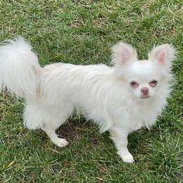 Arty - Chihuahua