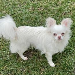 Arty - Chihuahua