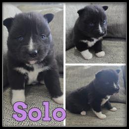 Solo - Black and white female Siberian Husky puppy in Wheeler, Michigan from Haase Family Kennels