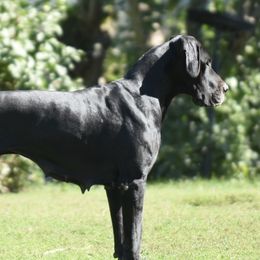 Ella - Great Dane