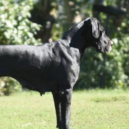 Ella - Great Dane