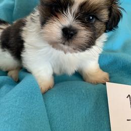Boy 1 - Red and white male Shih Tzu puppy in Foristell, Missouri from Lakewood