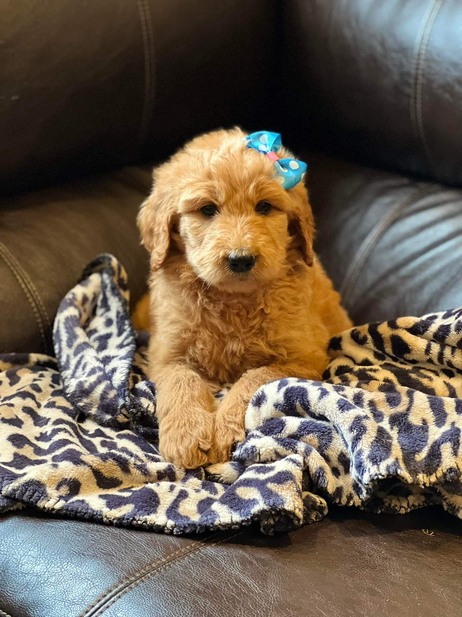 Kentucky Goldendoodles in Kentucky Goldendoodle puppies Good Dog