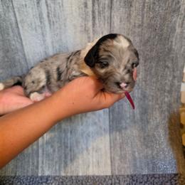 Pistachio - Blue merle female Aussiedoodle puppy in Lithia, Florida from Waterford Doodle Farm